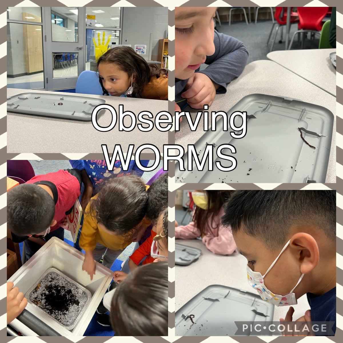 Dawn Fontana (@regencylibrary) on Twitter photo What About Worms?! We decided to observe and learn more about these wiggly creatures by creating our own worm farm! #RootEdRegencyplace <a href="/NEISDLibrary/">NEISD Library Srvcs.</a> What About Worms?! We decided to observe and learn more about these wiggly creatures by creating our own worm farm! #RootEdRegencyplace <a href="/NEISDLibrary/">NEISD Library Srvcs.</a>