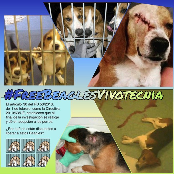 SerAnimales's tweet photo. 38 cachorros Beagle condenandos a tortura y muerte. Los podemos salvar #RescateVivotecnia #FreeBeaglesVivotecnia https://t.co/LiUkVPAZMe