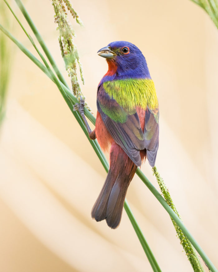 MooreCharitable's tweet photo. Why birders are against biomass and how to take action #CutCarbonNotForests #StandForForests @selc_org https://t.co/2ZfnN8UjYk https://t.co/4dmRakLOnE