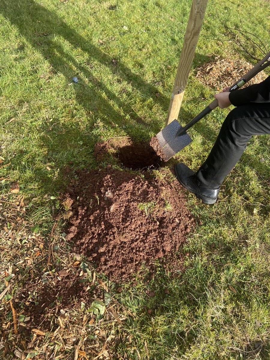 MrNJamesPE's tweet photo. Excellent to see so many pupils engaged, having lots of fun today during gardening enrichment!🌳 Was impressive to see that pupils could link gardening with PE and science!!🧫 @OrchardSB #inspire #empower https://t.co/pieh1lQpI2