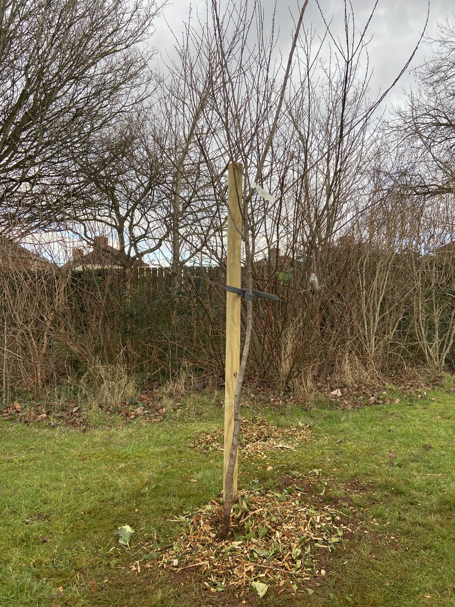MrNJamesPE's tweet photo. Excellent to see so many pupils engaged, having lots of fun today during gardening enrichment!🌳 Was impressive to see that pupils could link gardening with PE and science!!🧫 @OrchardSB #inspire #empower https://t.co/pieh1lQpI2