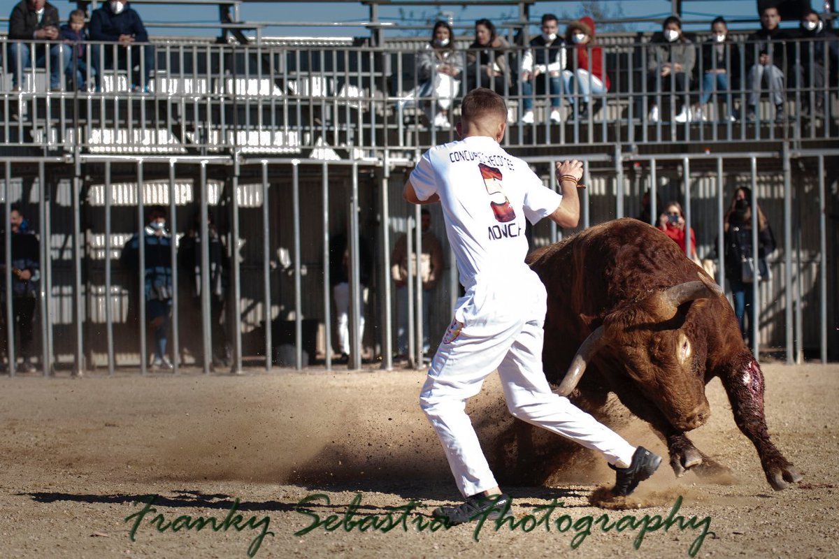Buen recorte el que vemos en esta foto de Franky Sebastià el pasado mes de Diciembre en el concurso de recortes de la localidad Valenciana de Moncada.
#bousalcarrer #torosenlacalle #fotografiataurina
