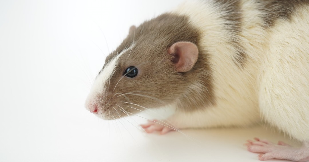 ProStaffPest's tweet image. When wildlife gets into your home, it may be hard to figure out what’s making all that noise. Here are the signs that it might be a rodent infestation: ow.ly/7V3T50HyoJS