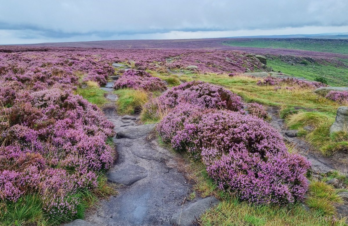mazymixer's tweet photo. @KayFairest @VisitSheffield #GreengroundMap
Here's Stanage, Burbage, Derwent & Bamford Edges. https://t.co/7KPldL8nmi