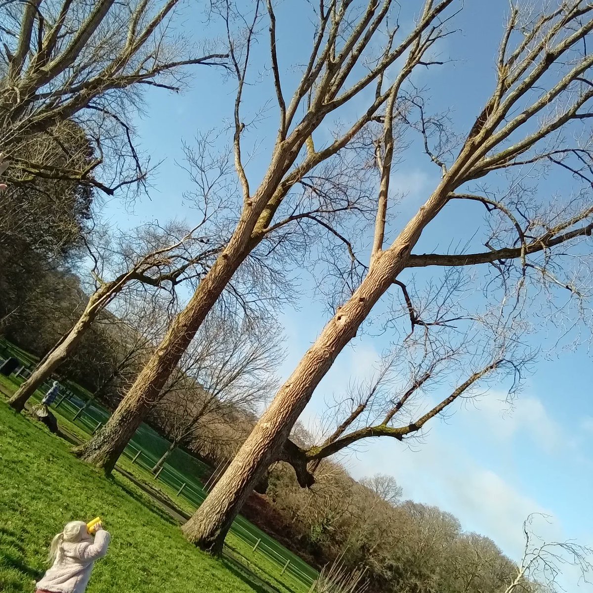 MinersMini's tweet photo. Seizing the season on a beautiful winters day. 
Watching, touching, smelling, recording and absorbing nature's giants and their little lodgers 
#seizetheseason 
@EAS_EarlyYears @aherne_kate https://t.co/hWaYXULaHP