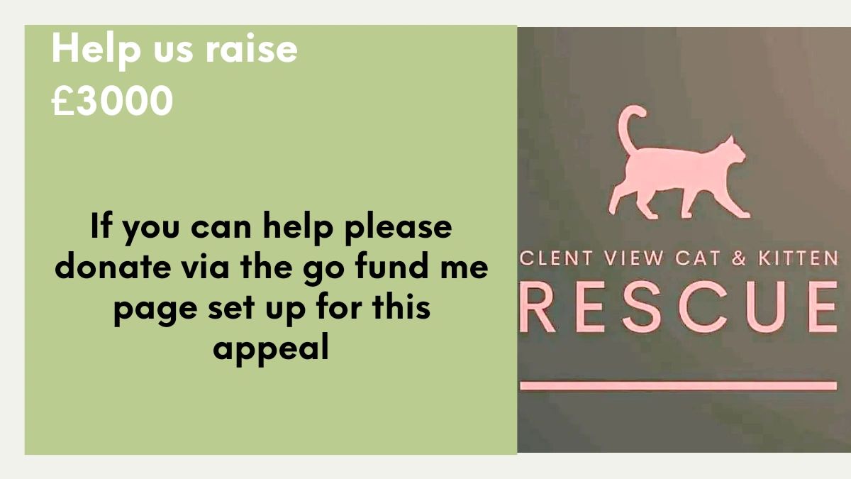 We have an urgent appeal to make. The vets have stated the sooner we can arrange this surgery the better for the cats. They have eyelid coloboma and surgery can save their eyes.
#donate #kittens #cats #help #surgery #gofundme #urgent

gofund.me/155aeb5b