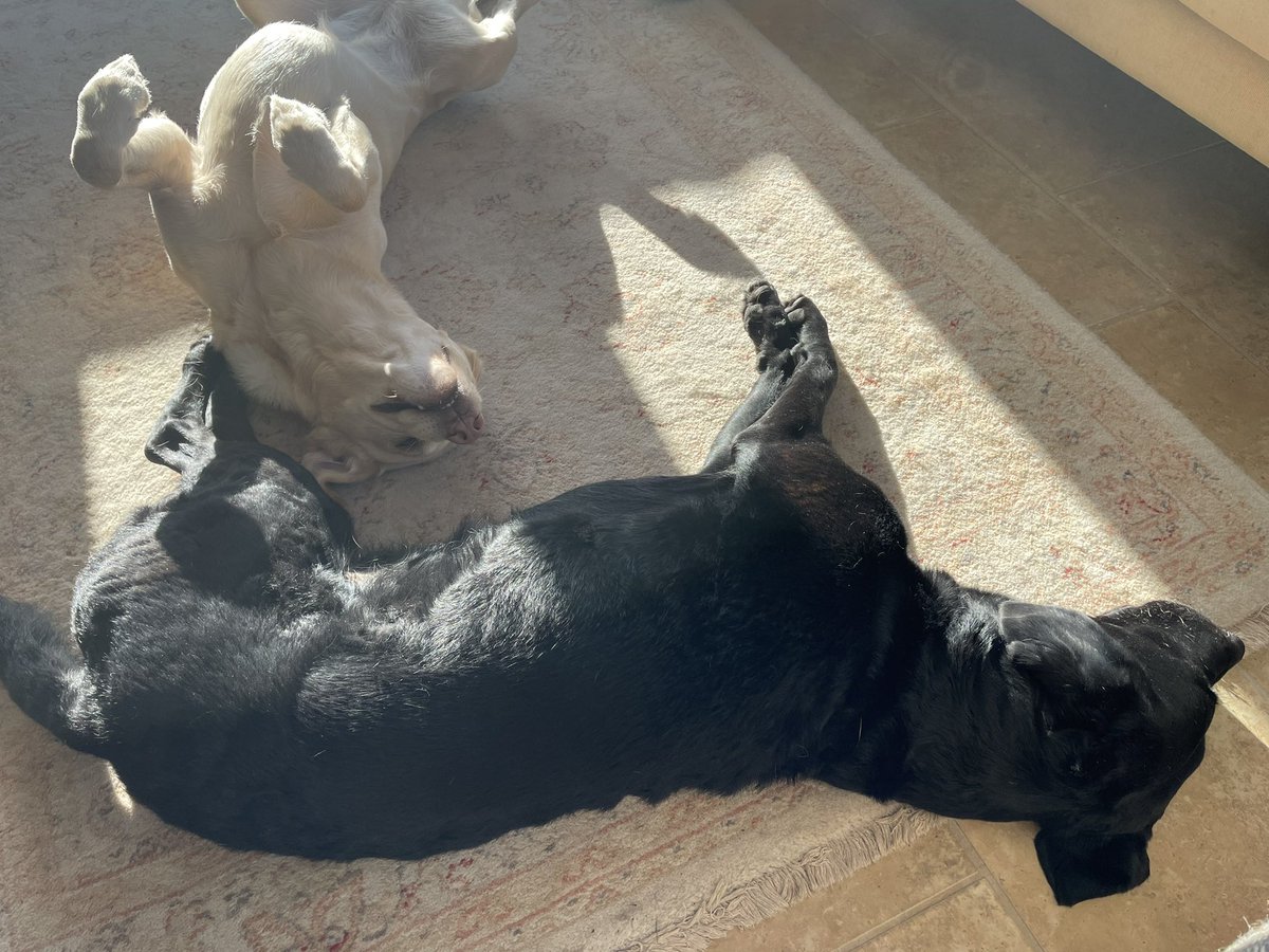 Sorry - golf tweet. So I have to now offer Olive and Mabel squeezing into the one small patch of January sunlight today.