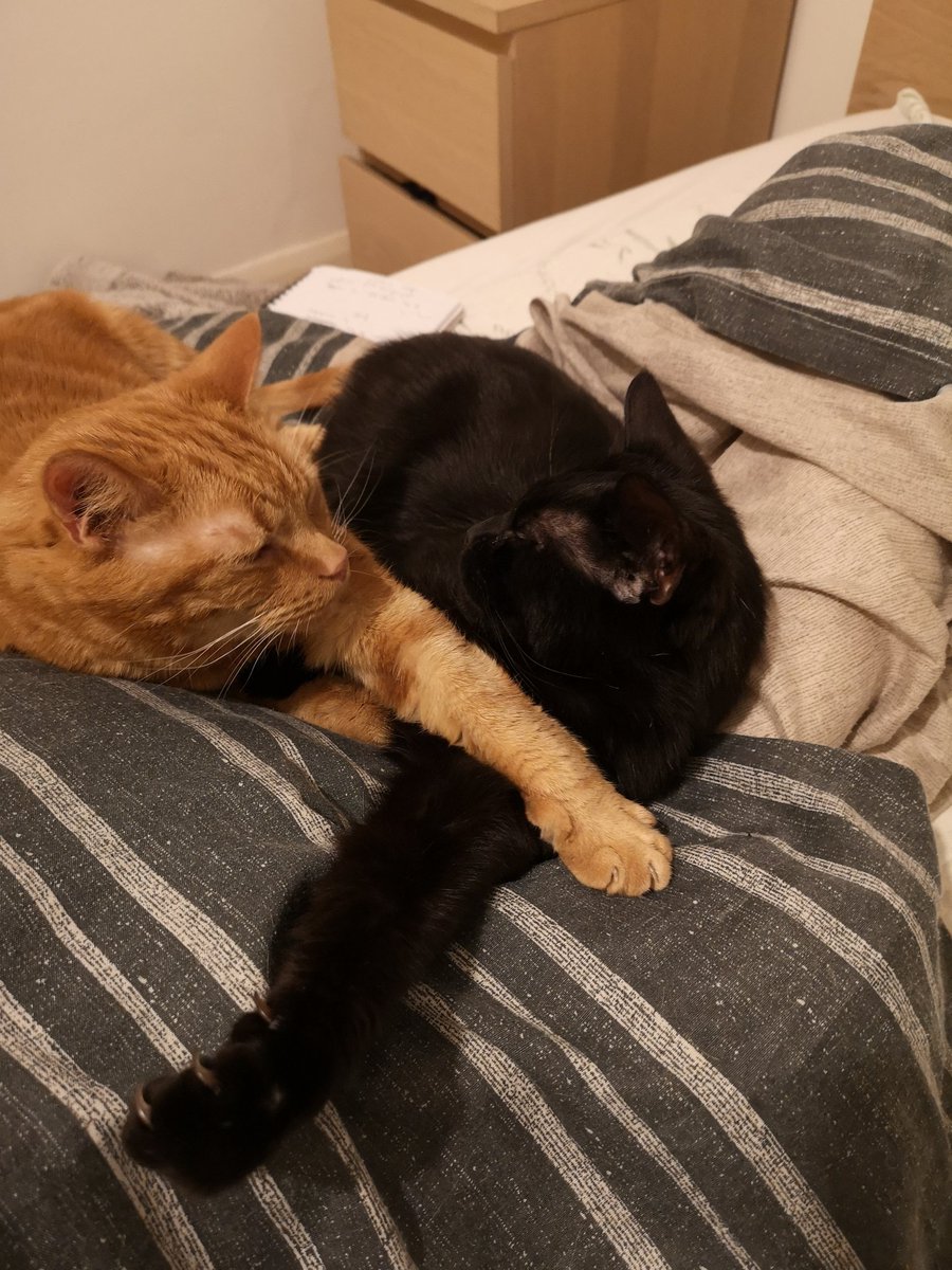 KaySheedy's tweet photo. We are moving to a new house tomorrow!!! 😻 https://t.co/A4Prfvy3Ui