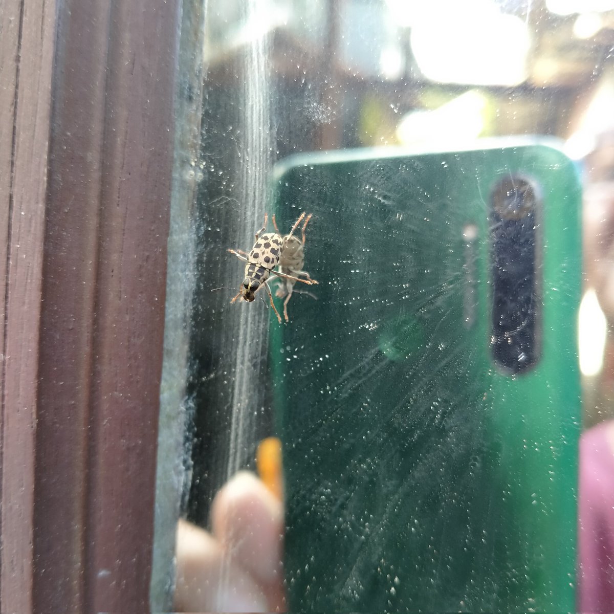 JohanLeonixs's tweet photo. Lalat Tutul.(Leoard flies) https://t.co/jXTv8WkIj2