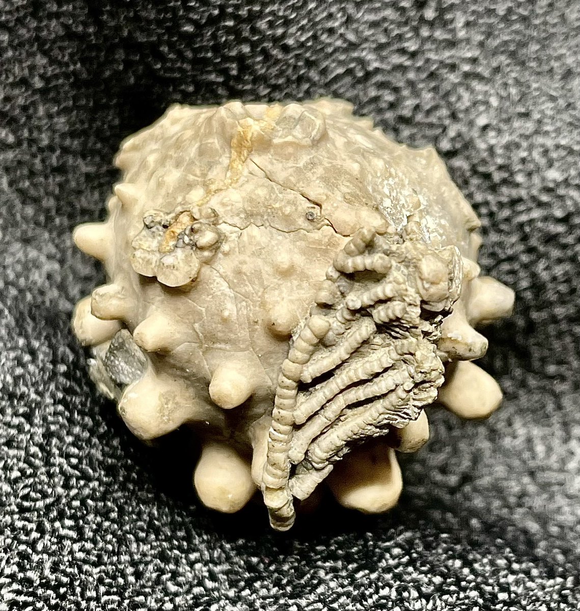 Weis Earth Science Museum tweet media