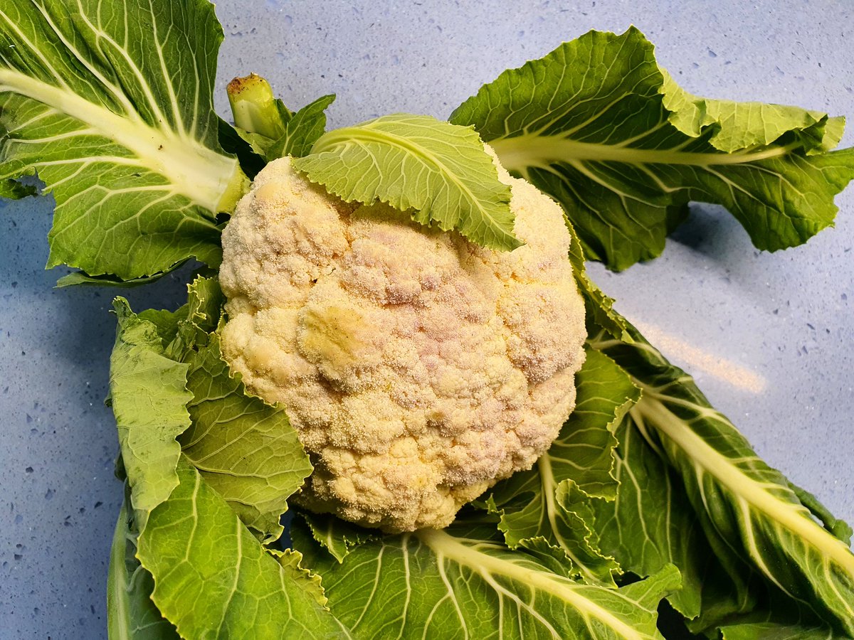 monteromonti's tweet photo. Menos hablar y más #cocinar
La primera que llega este invierno, bien lustrosa, de nuestro #huerto a nuestra #cocina Piden poco estas #coliflores: un hervido corto y un sencillo #aliño (AOVE, ajo, una pizca de guindilla, tomate rallado, buen vinagre, comino y perejil) #comidaviva https://t.co/e8grQQKCj8