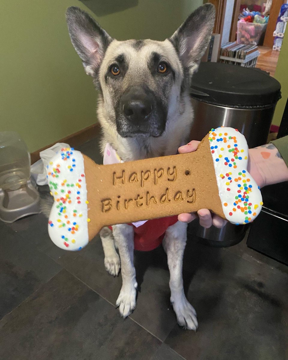 ibethepirate's tweet photo. Happy 3rd Birthday, Styx https://t.co/goscse5y0D