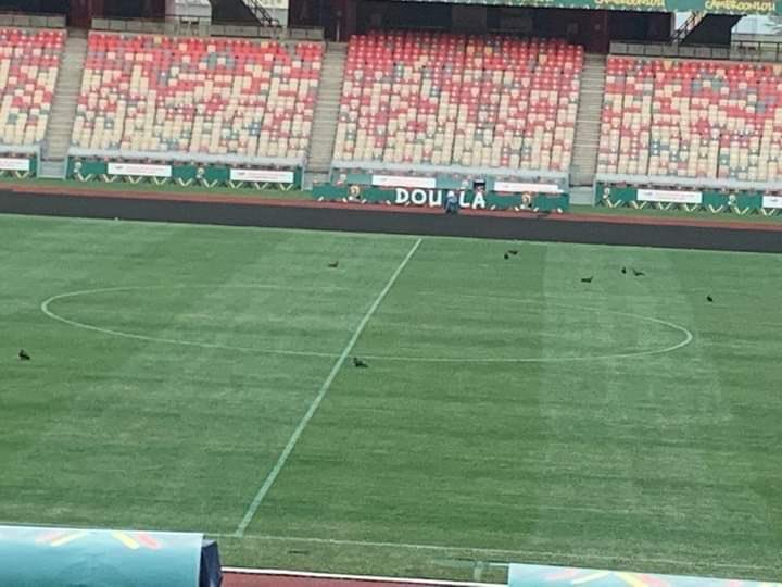AllezLesLions's tweet image. La pelouse du Stade Japoma fait peau neuve avant le choc entre la Côte d’Ivoire et l’Algérie. #CAN2021
