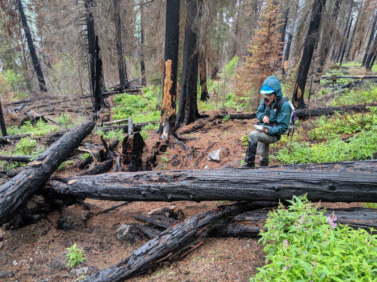 smithkiera9's tweet photo. 🔥Wildfire Student Position with Parks Canada! 🔥
An inclusive workplace and a great opportunity to get your first steps into a career in wildfire science and management! Application due Jan 25th 

 https://t.co/h1bFgmx1bU https://t.co/DuLAG0FgDJ