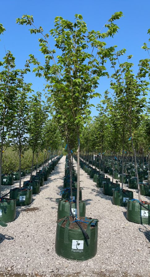 ArborValley's tweet photo. #DKY that each of the trees in our Packaged Tree Program are planted in a UV treated woven bag, which allows enough light in to prune the roots and prevent girdling? If you want to know more about how PlantRight Packages compare to traditional container sizes, visit us online! https://t.co/4WjITMrha7
