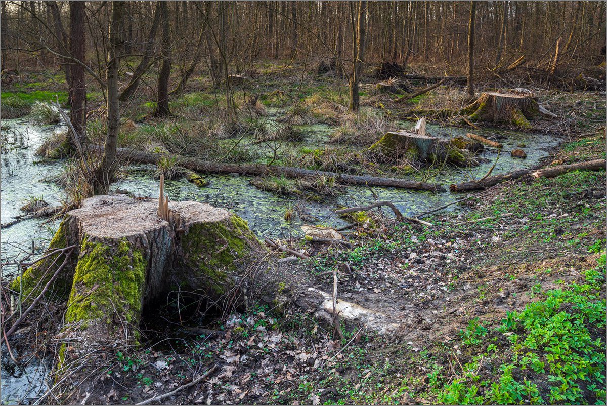 Während sich der NABU momentan liebevoll und publikumswirksam um unsere Kopfweiden kümmert, wurden diese Pappeln vor paar J. weniger liebevoll und weniger PR-wirksam aus den Randbereichen des Großen Torfmoors entfernt. #Lübbecke #Umweltschutz #Naturschutzgebiet #Klimawandel