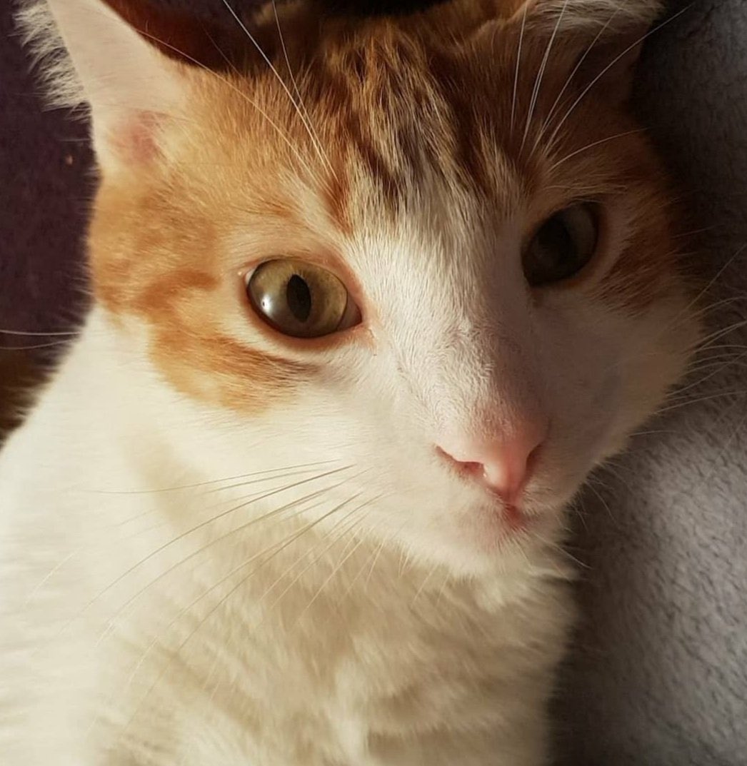 send your pet tweet media