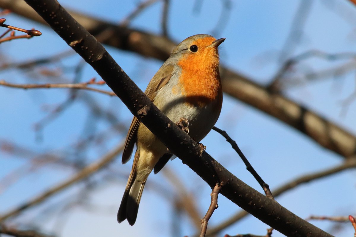 Enjoyed a serenade from a robin during a lunchtime walk today. Plenty of birds in evidence in my local park #Edinburgh #PilrigPark #WildlifeWednesday #WildlifePhotography #CityWildlife #Robin