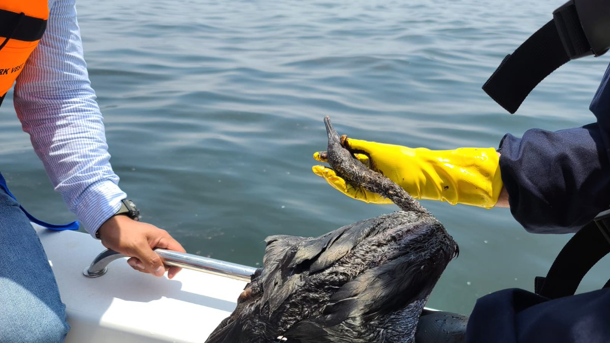 SERNANP's tweet photo. #Sernanp atiende emergencia ambiental de zonas afectadas por derrame de #petróleo en Islotes de Pescadores y Zona Reservada #Ancón.
✅Hoy se logró recuperar aproximadamente 2 mil galones de petróleo en la playa Pocitas.
Entérate más 👉 https://t.co/y4jvK5DAus https://t.co/MuDKQebWd4