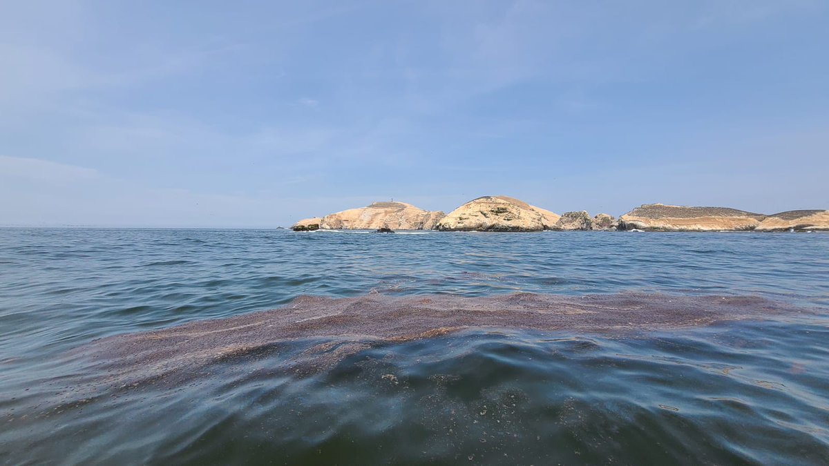 SERNANP's tweet photo. #Sernanp atiende emergencia ambiental de zonas afectadas por derrame de #petróleo en Islotes de Pescadores y Zona Reservada #Ancón.
✅Hoy se logró recuperar aproximadamente 2 mil galones de petróleo en la playa Pocitas.
Entérate más 👉 https://t.co/y4jvK5DAus https://t.co/MuDKQebWd4