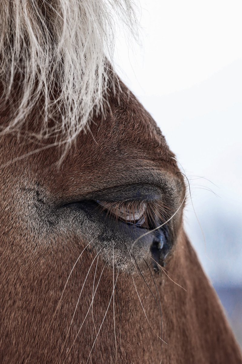 DevonForsyth4's tweet photo. Photography: both for prints and nfts should be a tool to make the world a better place. Every print and NFT of mine will donate 20% (at least) to charity. Let’s be better, TOGETHER #art #photography #animals #TwitterNatureCommunity https://t.co/5vE31pKZeE