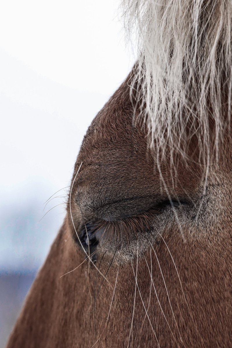 DevonForsyth4's tweet photo. Photography: both for prints and nfts should be a tool to make the world a better place. Every print and NFT of mine will donate 20% (at least) to charity. Let’s be better, TOGETHER #art #photography #animals #TwitterNatureCommunity https://t.co/5vE31pKZeE