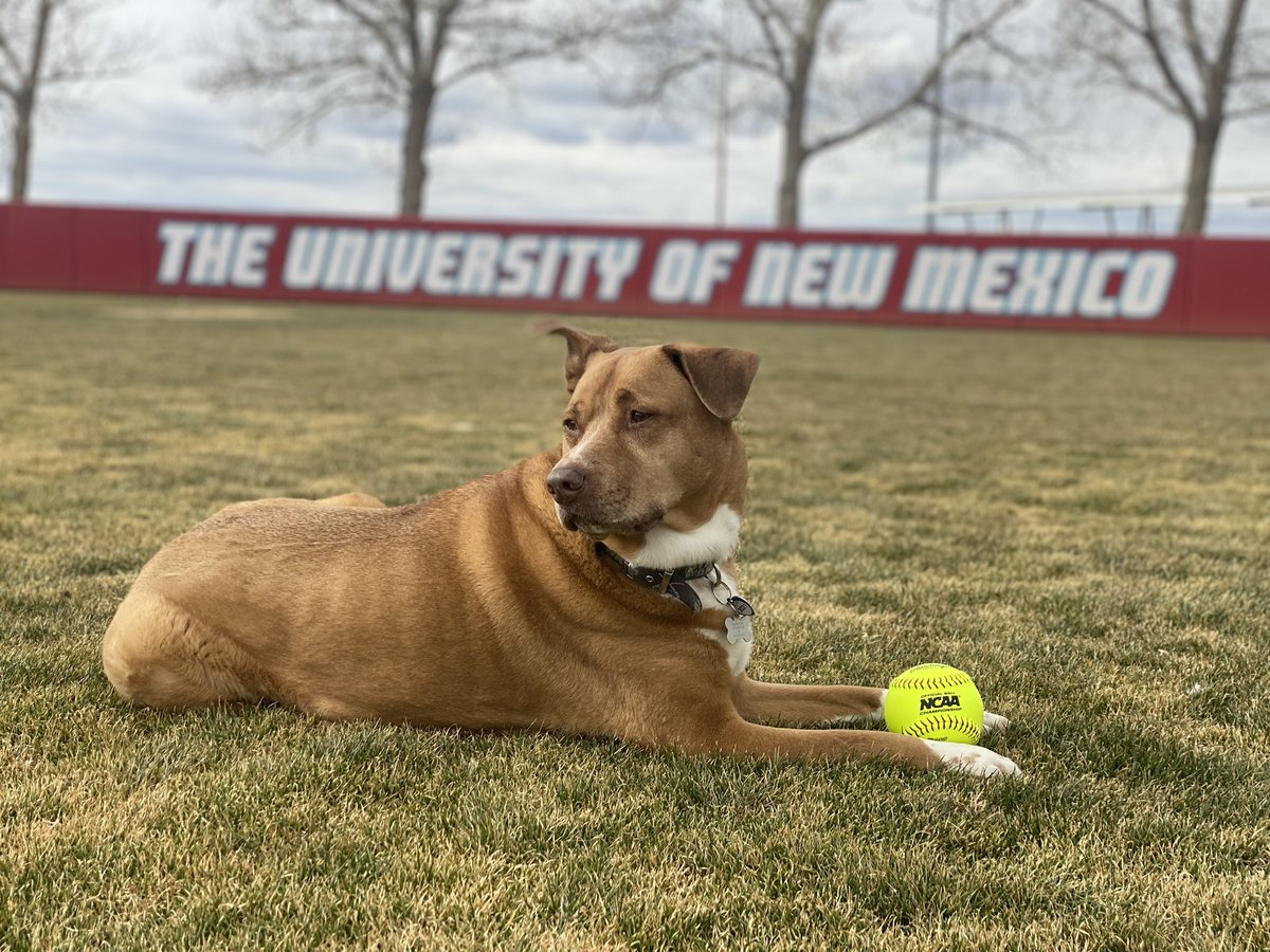 THEkhawk13's tweet photo. Lobo Crush Wednesday ❤️🔥❤️🔥❤️🔥❤️🔥🐺🐺🥎🥎🥎🥎 #unmsb #golobos #ForTheLoveOfTheLobos https://t.co/VEEDtbXqK3