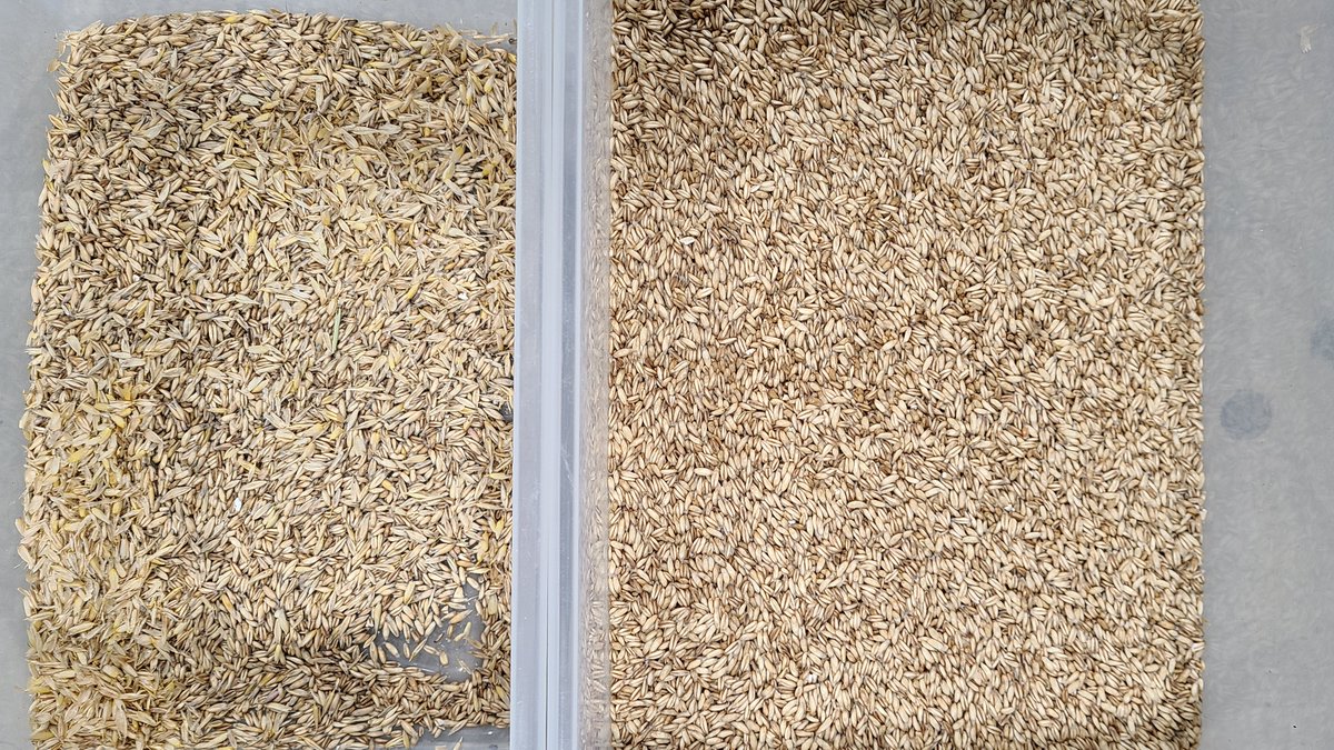 amvt_llc's tweet photo. How about those Gluten Free Oat tests?!
Want to know more about how our sorters can fit into your production line to produce similar results?
Get in touch for a great deal!
#AgTech #ColourSorter #glutenfree https://t.co/GpGryY3pCi