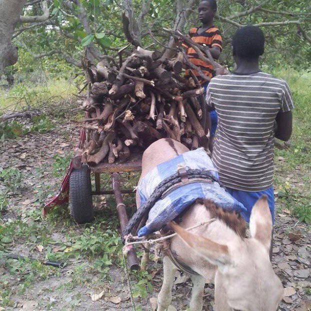 ModouJa08923670's tweet image. Help us food