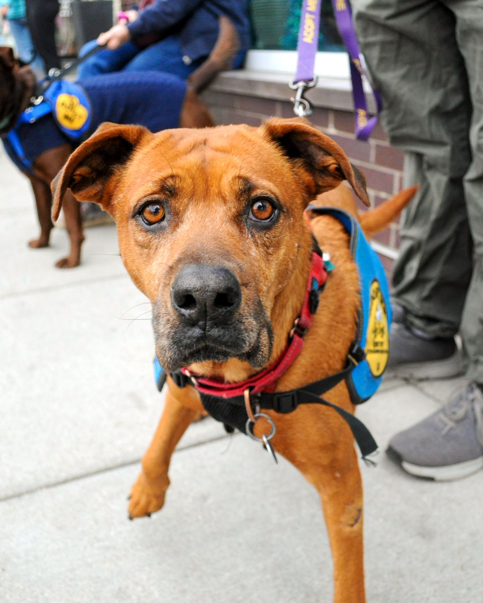 CityDogsRescue's tweet photo. Hey you! Saffron here. 🐾 Would you be interested in adopting me? Not to brag, but I'm a gentle, easygoing dog that gives the BEST snuggles. 🥰
Please click this link if you think we would be a good match! https://t.co/nrAL1zt7cr
#AdoptSaffron #RescueDog #AdoptDC https://t.co/lniZQORBsy