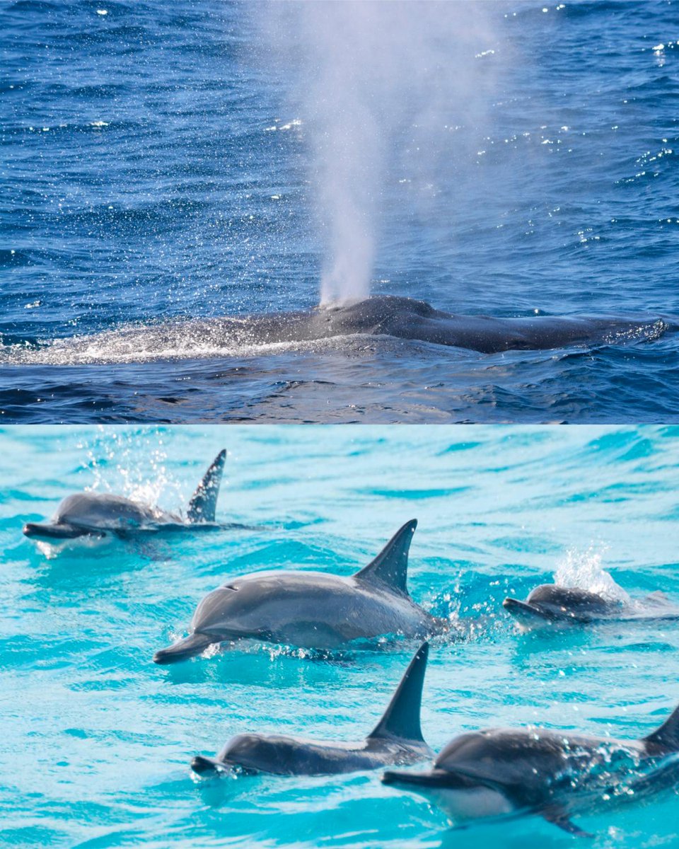 Dolphin Star tweet media