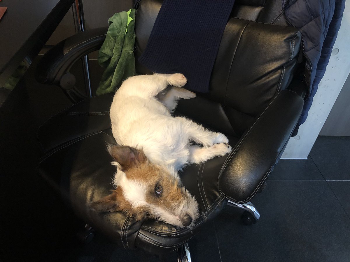 ほぼ毎日占領されてる😑
#ジャックラッセルテリア #犬のいる生活