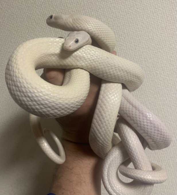 テキサスラットのtwitterイラスト検索結果