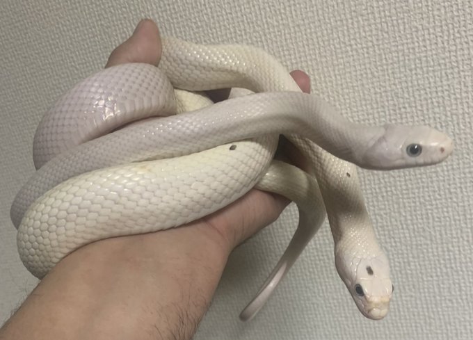 テキサスラットのtwitterイラスト検索結果 古い順