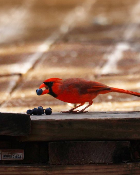Carl decided not to tell the other birds about the pile of blueberries he found.  #TwitterNatureCommunity<a href="/tag/birdphotography"class="tags"><span>#birdphotography</span></a><a href="/tag/twitternaturecommunity"class="tags"><span>#twitternaturecommunity</span></a>