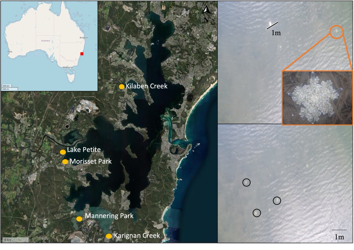 ClaireRowe28's tweet image. New Paper Alert!! The first from my PhD!👩‍🔬
We show there are advantages of using drones compared to boat-based techniques for long-term monitoring of upside-down jellyfish ♨️ 
Open access👉doi.org/10.1371/journa…
@Sydney_Uni @AustmusResearch @SCUonline @UNSW
