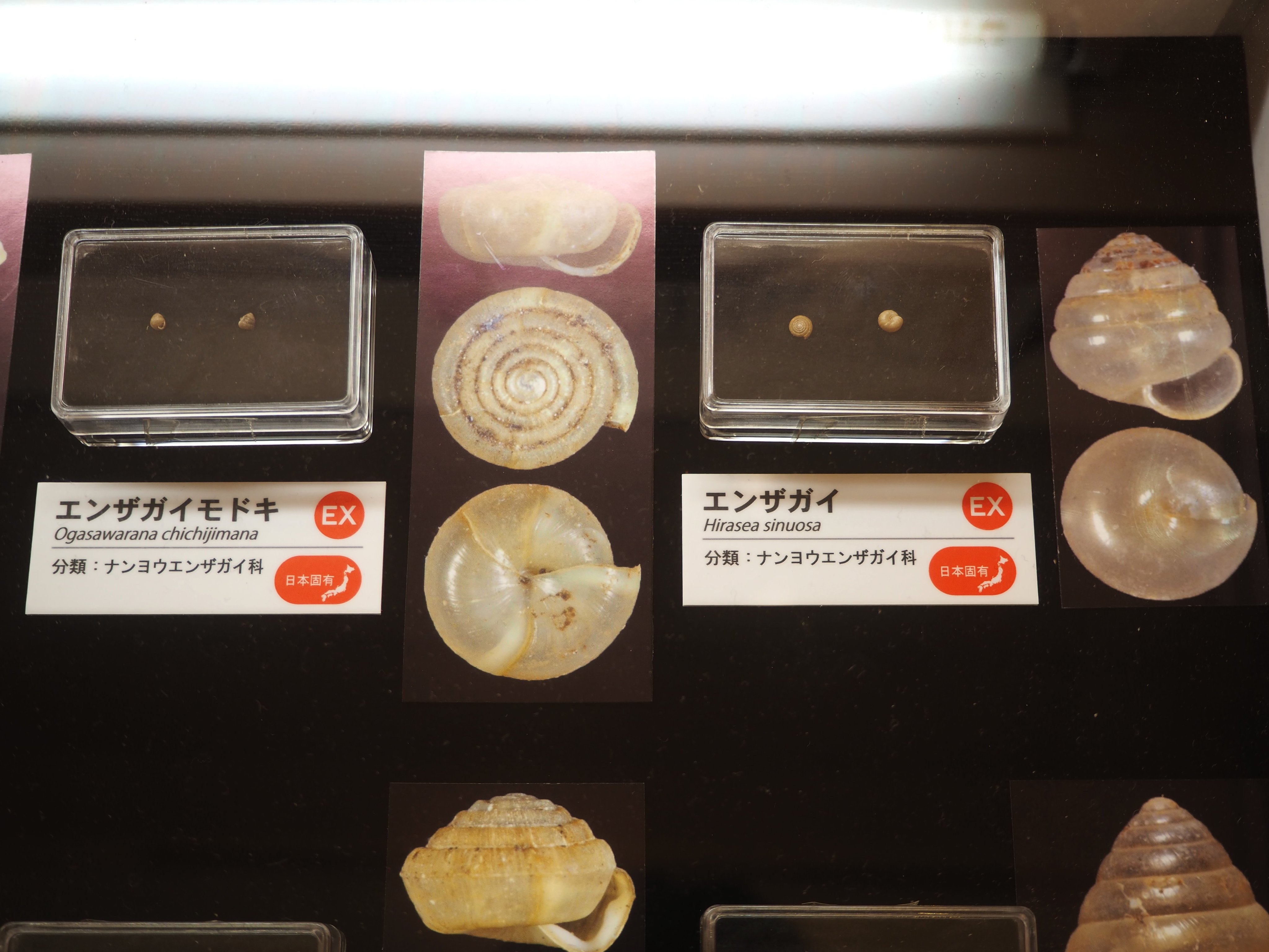 う02-020 標準原色図鑰全集 10 植物 II国立科学博物館 大井次