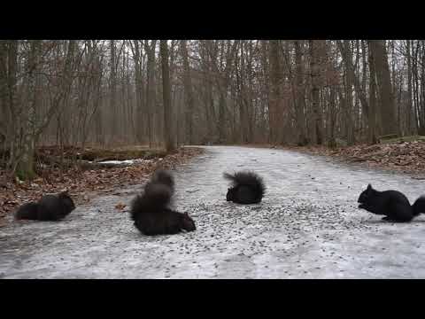 museum_nature's tweet photo. 10 hours – Squirrels on the Trail – January 19, 2022 #MotherEarth #NatEco #Globe #OnePlanet #Nature [Video]: A sincere welcome to Handsome Nature. We release daily videos for pets and people to watch, listen and enjoy. If you feel compelled and like what… https://t.co/BgTspwyfZ9 https://t.co/z2InJ7jwTA