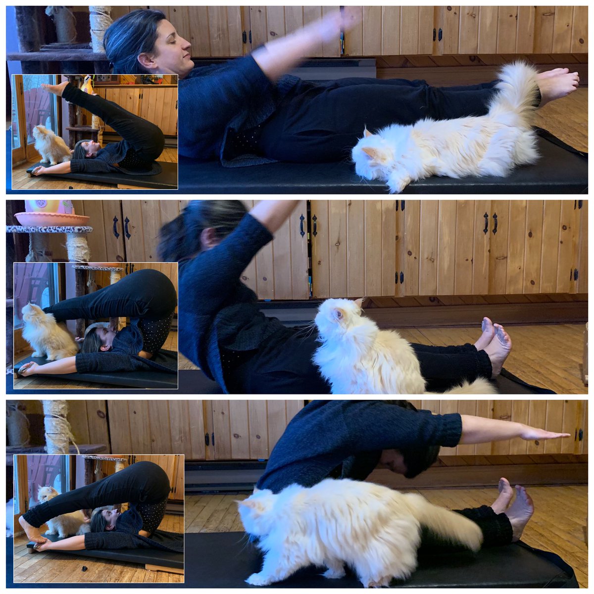 pilates07's tweet photo. *sigh* CATS. I just wanted to multitask, get some mat in whilst also keeping 9yo on school work. Good thing she’s cute 🤪🐈 #lockdownworkout #pilates #pilatesmat #livingroompilates #petsofpilates #fredericton #frederictonnorth #frederictonnb https://t.co/ueZ9CuqmFq
