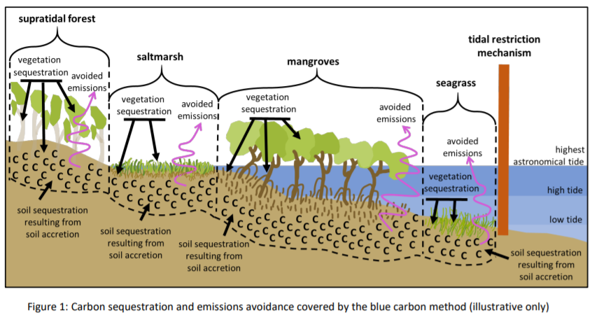 CathLovelock's tweet photo. If you are interested in coastal wetland restoration and the Aussie blue carbon method (Tidal Restoration of Blue Carbon Ecosystems) then start with the Simple Method Guide and the Supplement docs, and then dig into BlueCAM.  https://t.co/upsZedE5M5 https://t.co/p8Z3hCCKz3