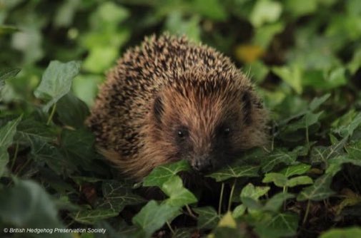 LGSpace's tweet photo. Hedgehogs are really struggling. Please leave an undisturbed corner in your garden to help them and other wildlife! https://t.co/QUQuHuej6I