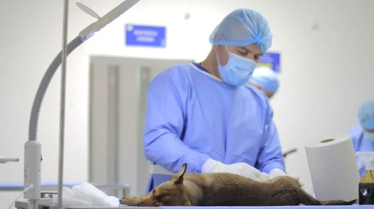 GobdeSantander's tweet photo. Estamos comprometidos con el control poblacional de nuestras mascotas en el departamento, por eso, desde el bello California, iniciaron las jornadas del Programa de #BienestarAnimal, en donde el equipo veterinario de #SiempreSantander esterilizó a más de 70 caninos y felinos.🐱🐶 https://t.co/q3HoZokiZ7