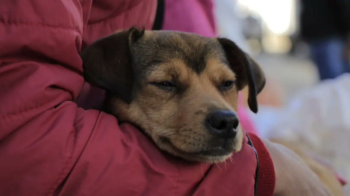 GobdeSantander's tweet photo. Estamos comprometidos con el control poblacional de nuestras mascotas en el departamento, por eso, desde el bello California, iniciaron las jornadas del Programa de #BienestarAnimal, en donde el equipo veterinario de #SiempreSantander esterilizó a más de 70 caninos y felinos.🐱🐶 https://t.co/q3HoZokiZ7