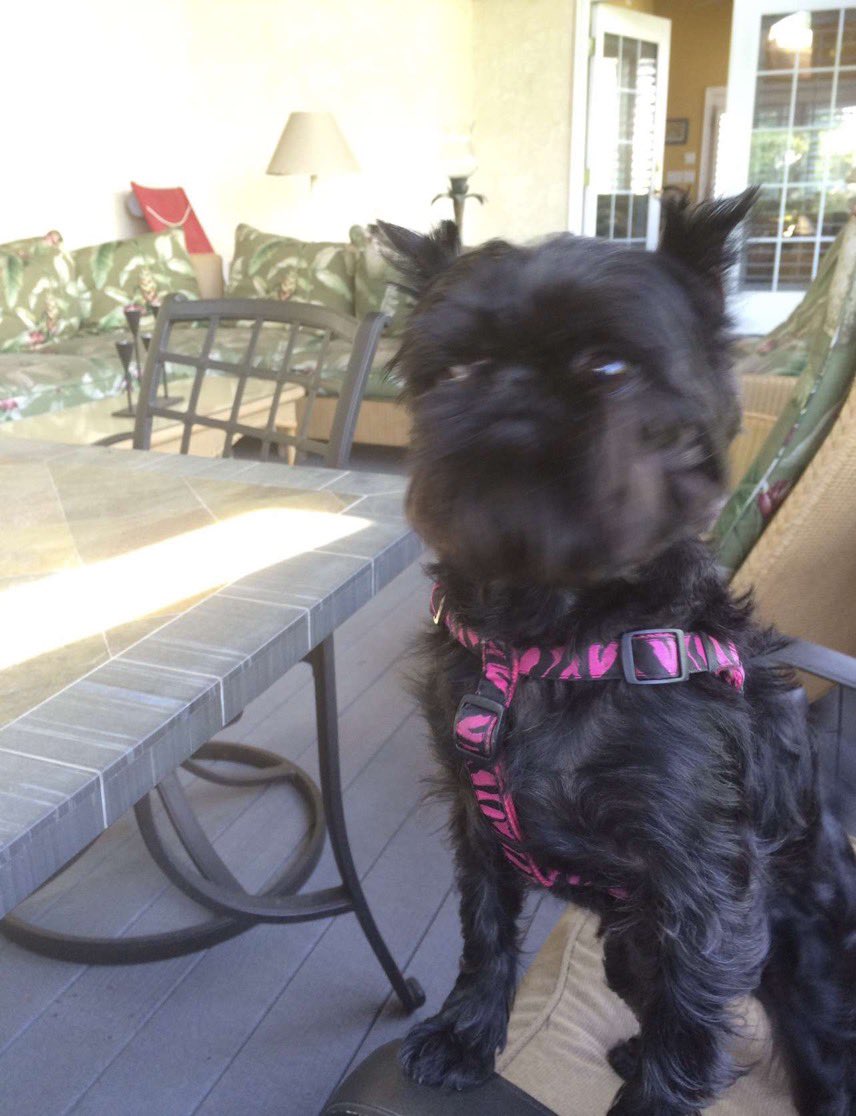 Noodles The Dog (NoodlesSnout) Twitter