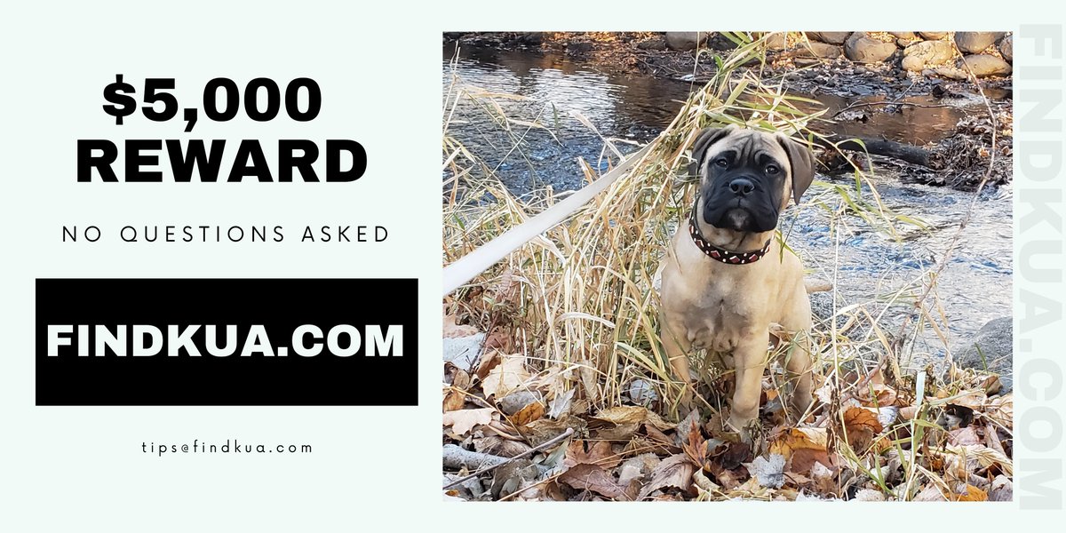 Please help my buddy bring sweet Kua home. 

She was stolen along with his Blue Audi A6 wagon (WI License: AMY-3255) on Monday from James and Fairview in St. Paul, MN.

He doesn't care about the car or its contents. He just needs his best bud back.

findkua.com