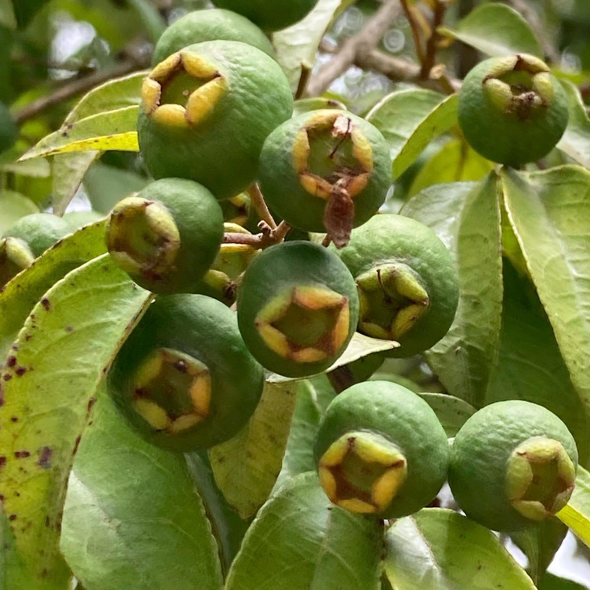 QuemPlanta's tweet image. Gabiroba.

#QuemPlantaSeusMalesEspanta #gabiroba