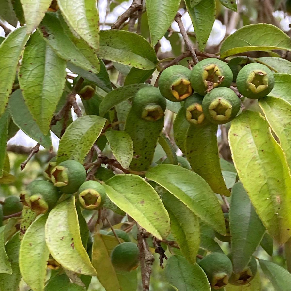 QuemPlanta's tweet image. Gabiroba.

#QuemPlantaSeusMalesEspanta #gabiroba