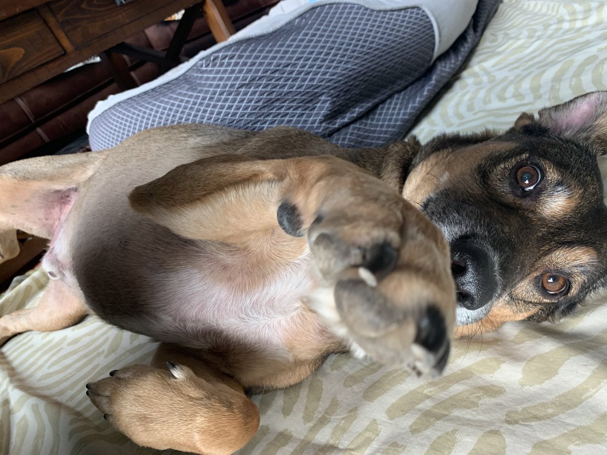 Sanketh Kichena, DO tweet media