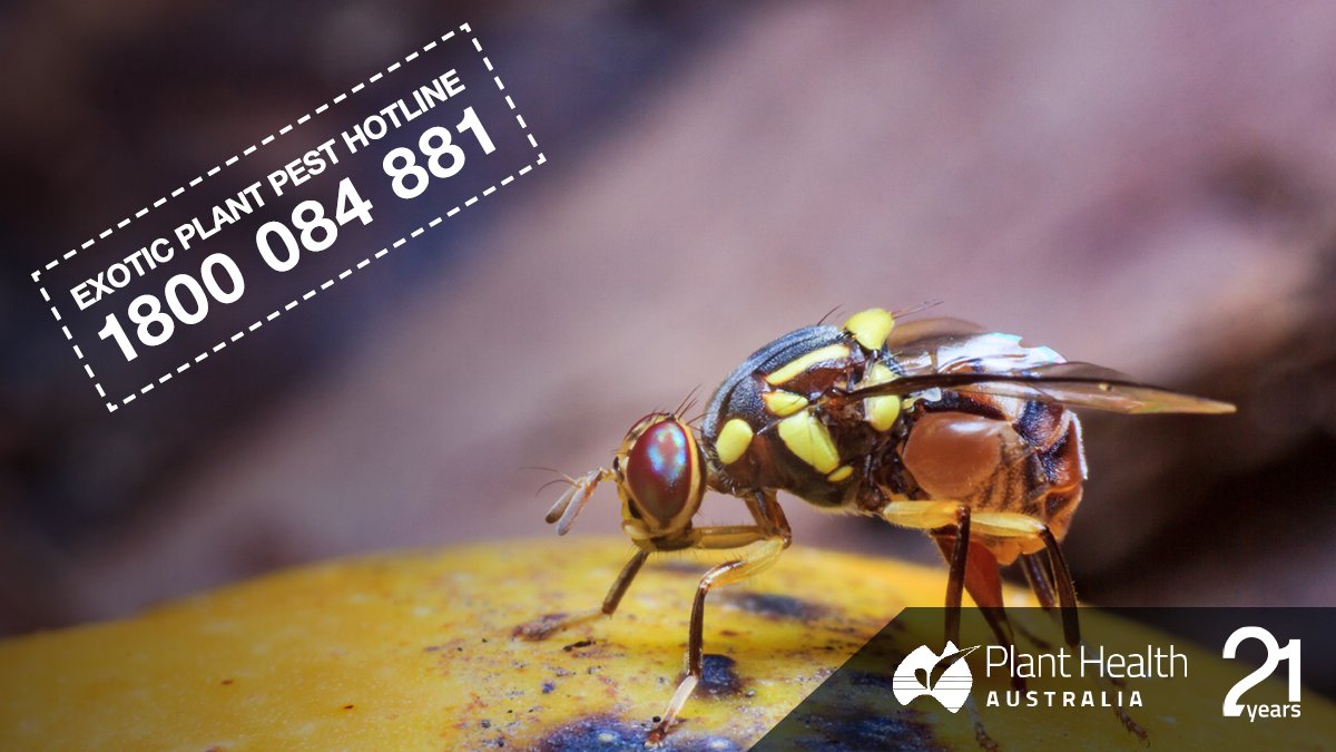 Plant Health Aust tweet media