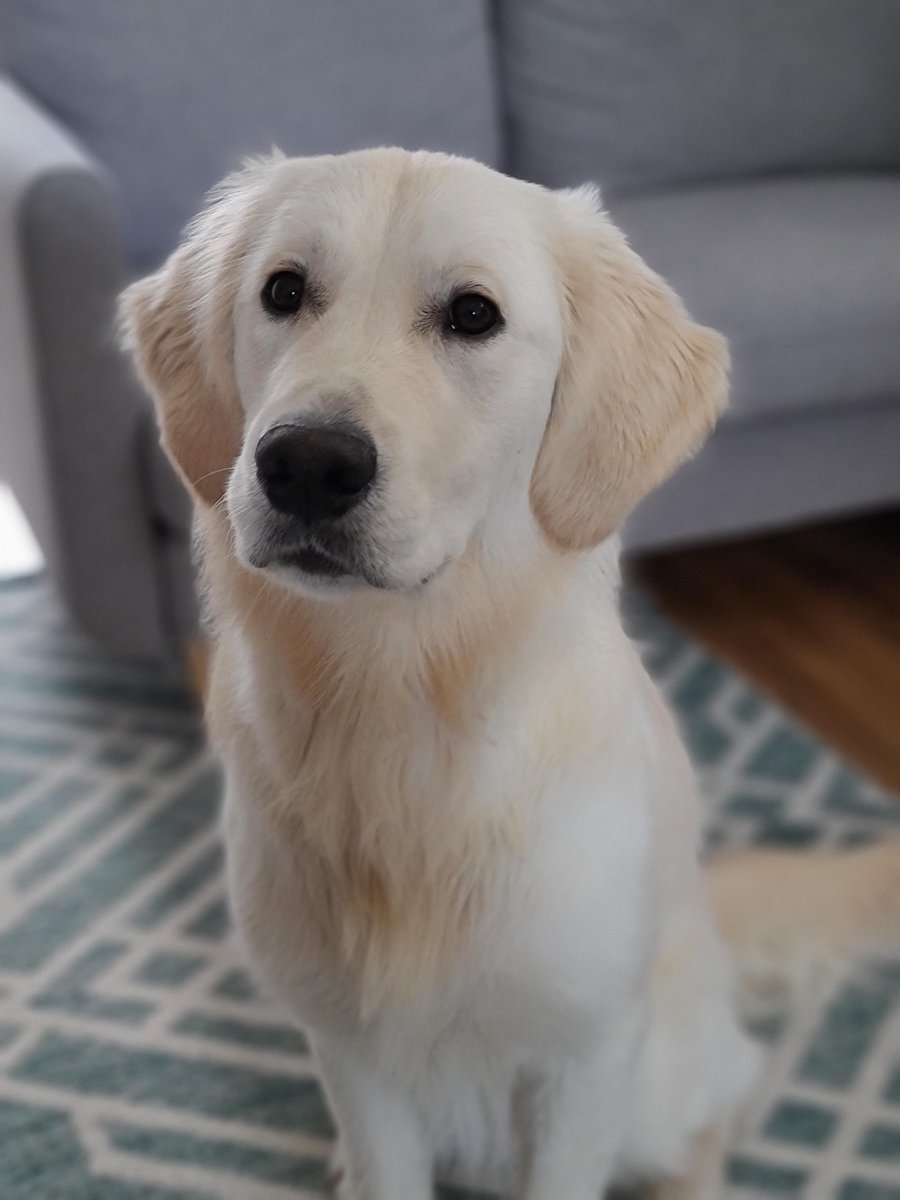 Dogs of the Internet tweet media